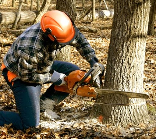 Tree Removal in Gann Valley, SD